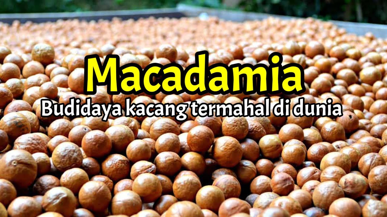 Macadamia: Budidaya dan pemanenan kacang termahal di dunia