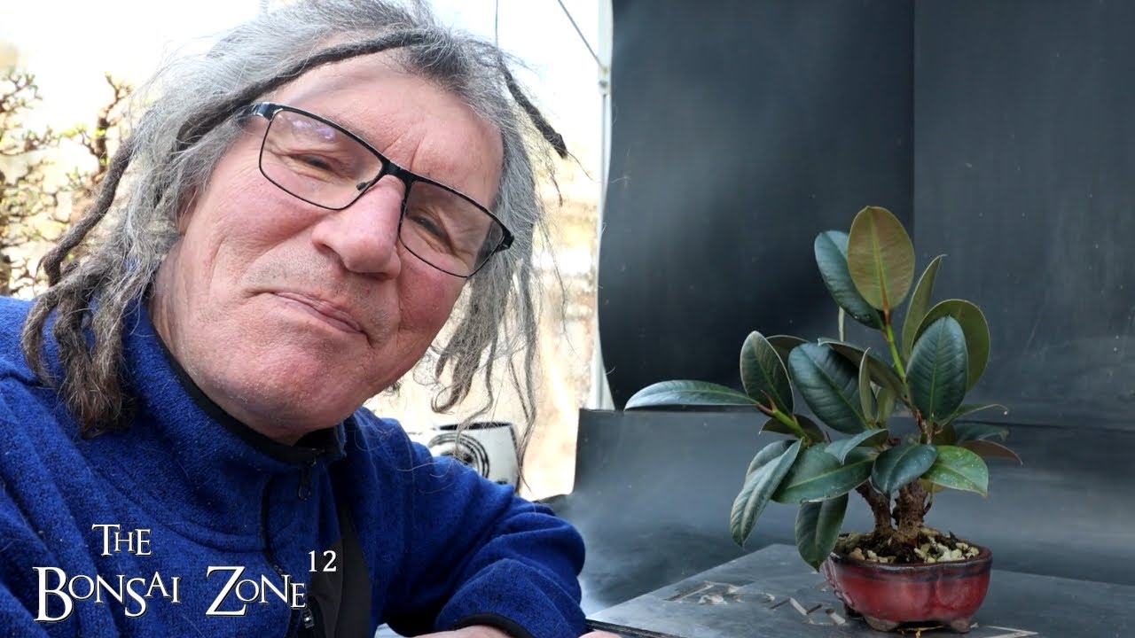 Pruning My Rubber Trees and My Nightshade Vine, The Bonsai Zone, April 2025
