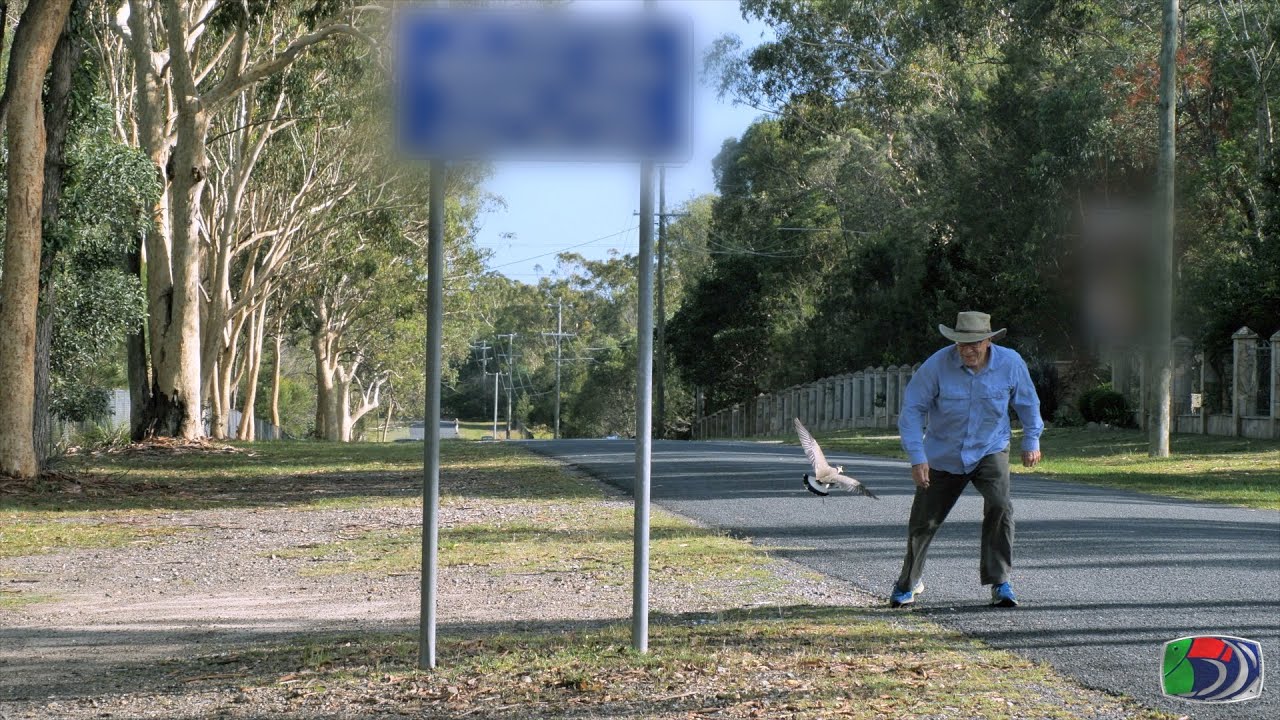 Masked Lapwing swooping a pedestrian passing near its nest