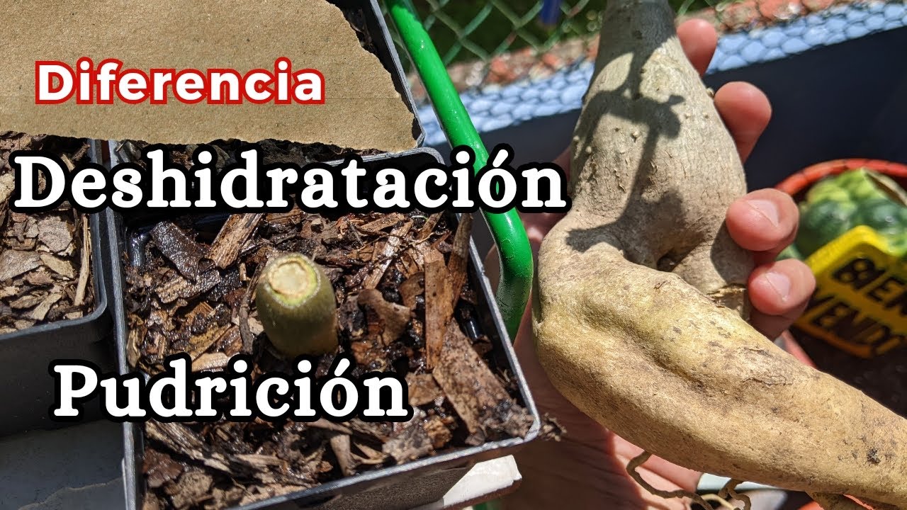 Cómo diferencia entre pudrición y deshidratación en una Rosa del Desierto #adenium