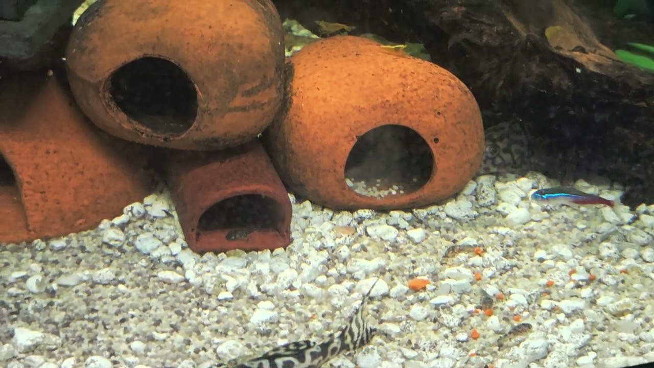 Super white L236 Pleco fish breeding