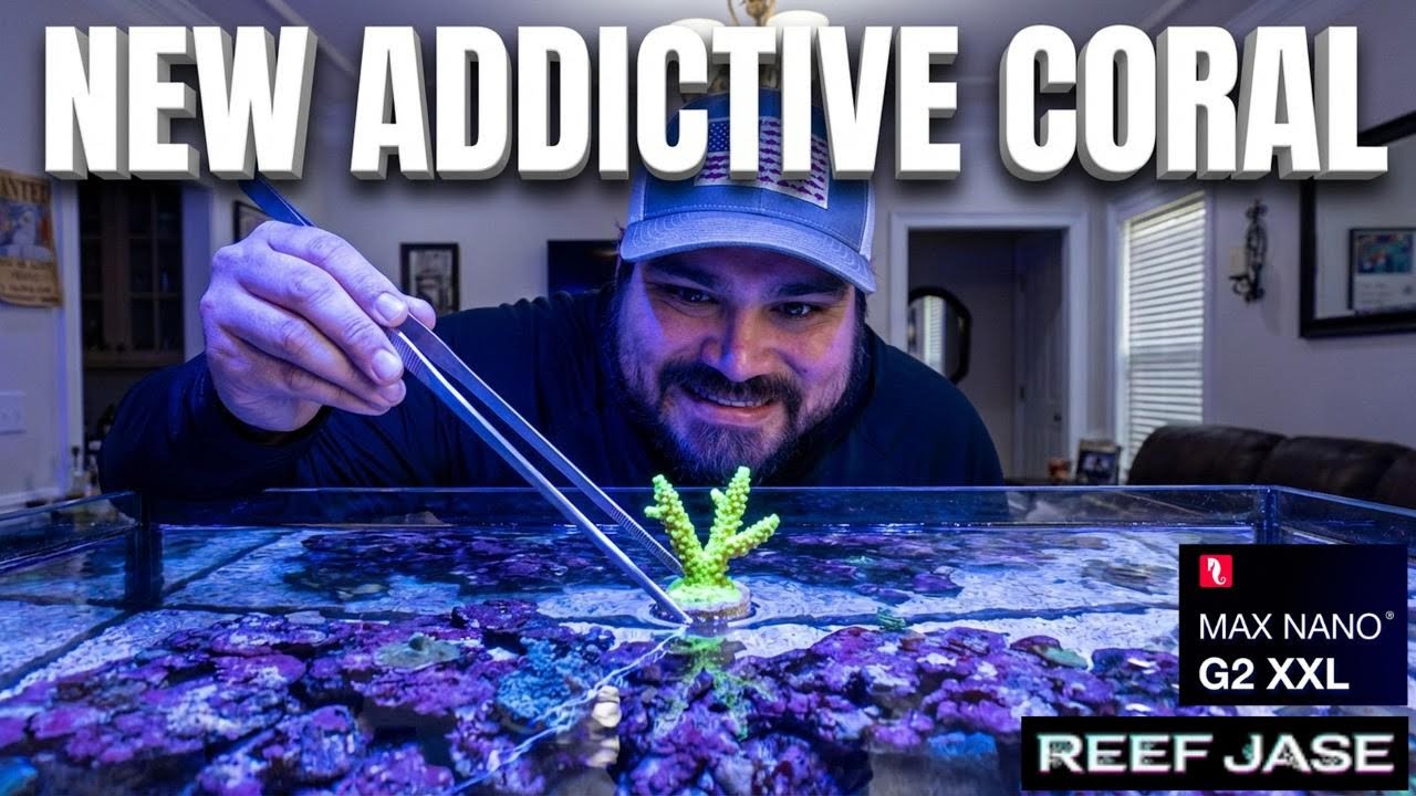 Обновление RedSea Max Nano XXL через 6 месяцев