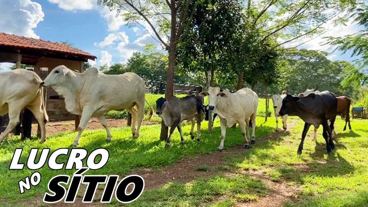 DINHEIRO COM SÍTIO PEQUENO?? COMO GANHAR DINHEIRO COM GADO - VACA??  EDMILSON CONTA TUDO!