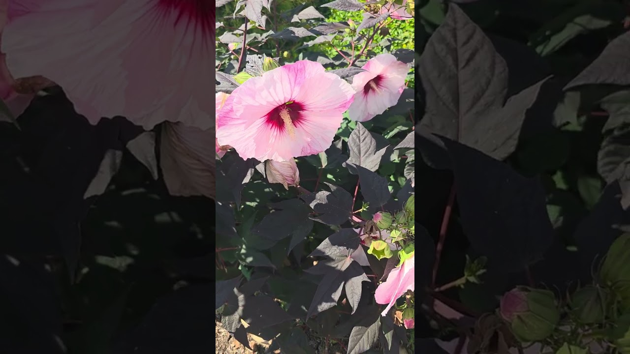 GARDEN TOUR 🌼 🌸 🌻 