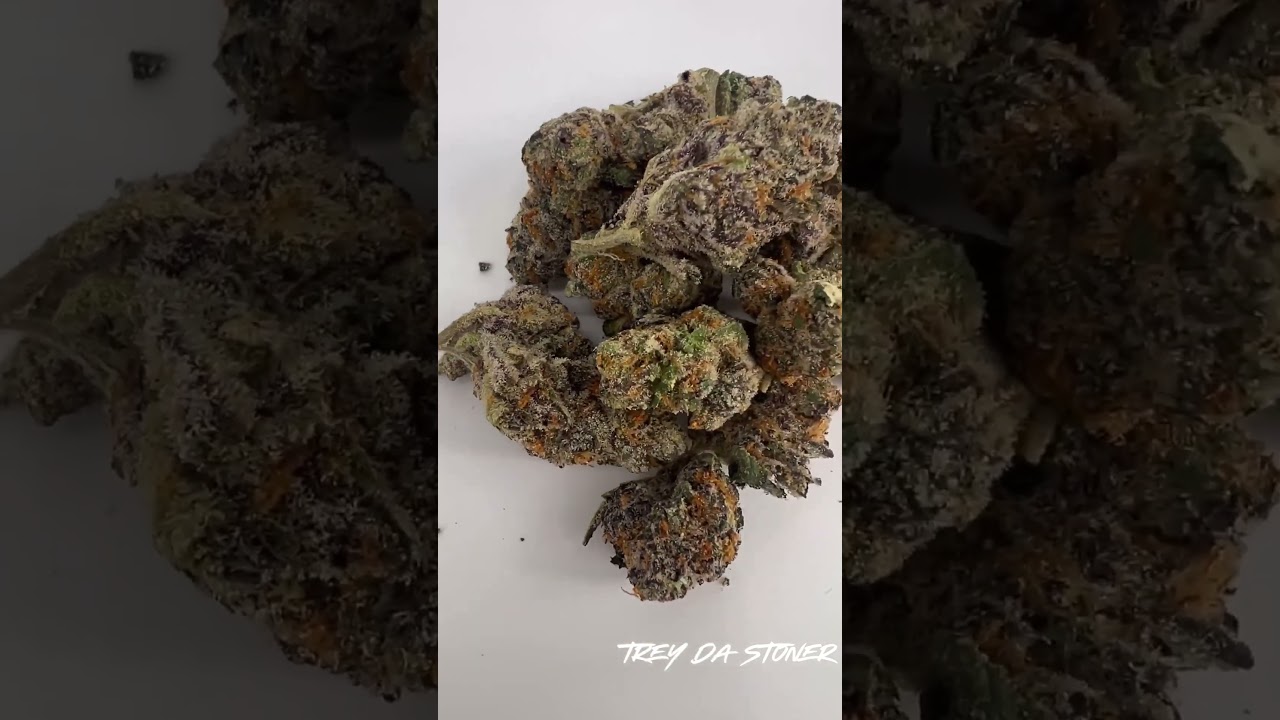 Sherbacio x Biscotti From Snaxland Denver