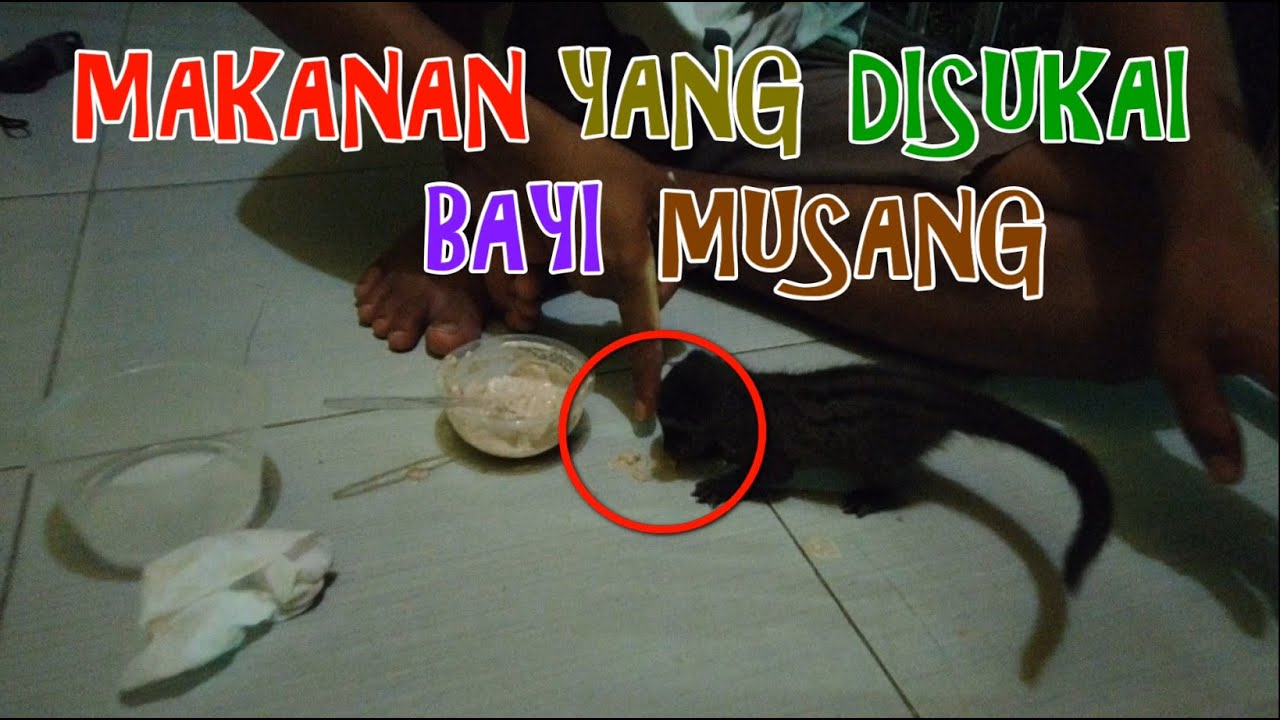 CARA MEMBUAT MAKANAN DAN MEMBERI MAKAN ANAK BAYI MUSANG PANDAN SUPAYA SEHAT DAN GEMUK
