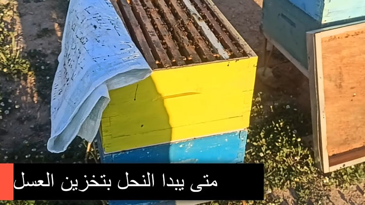 متى يبدا النحل بتخزين العسل نصائح مهمة #العسل