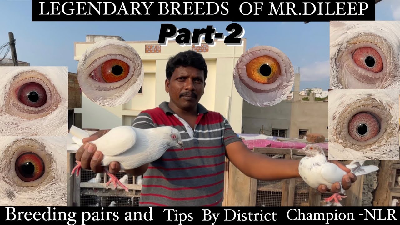 PART-2  Tippler Breeding Pairs of CHAMPION  MR.DILEEP  || DILEEP LOFT || NELLORE BIRDS & PETS||