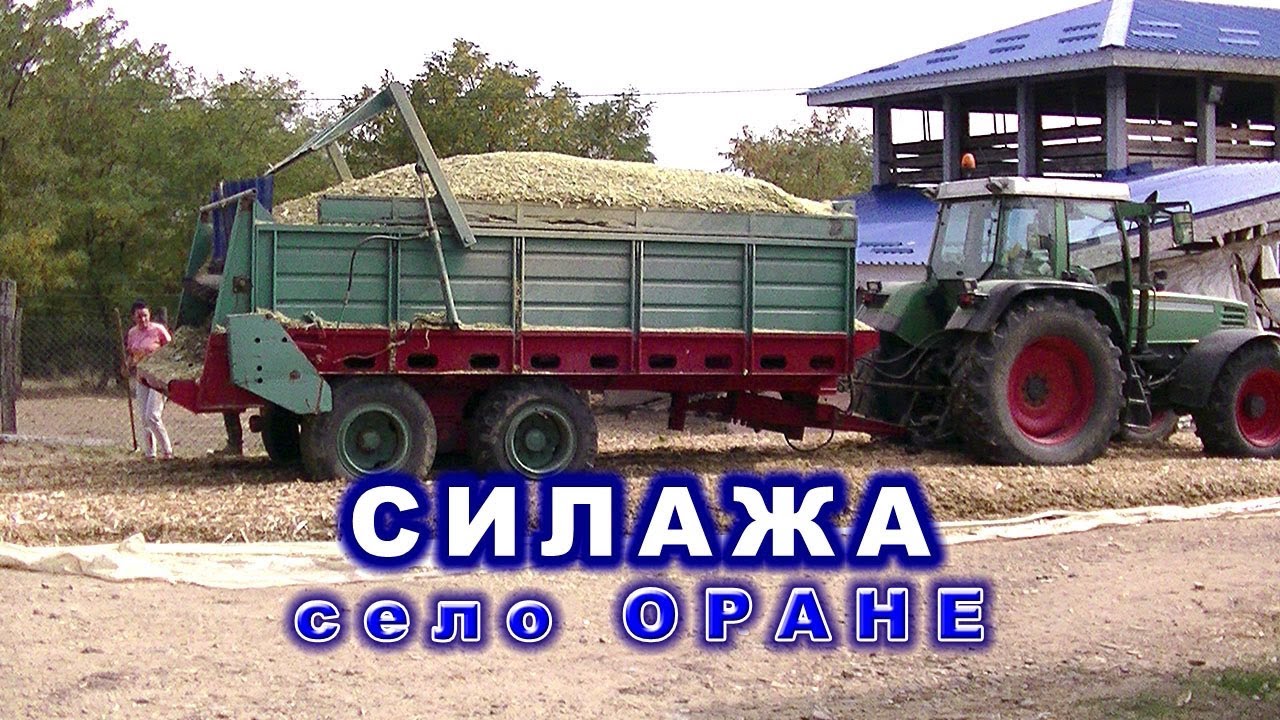 СИЛАЖА ЗА ИСХРАНУ ОРАНСКИХ ОВАЦА