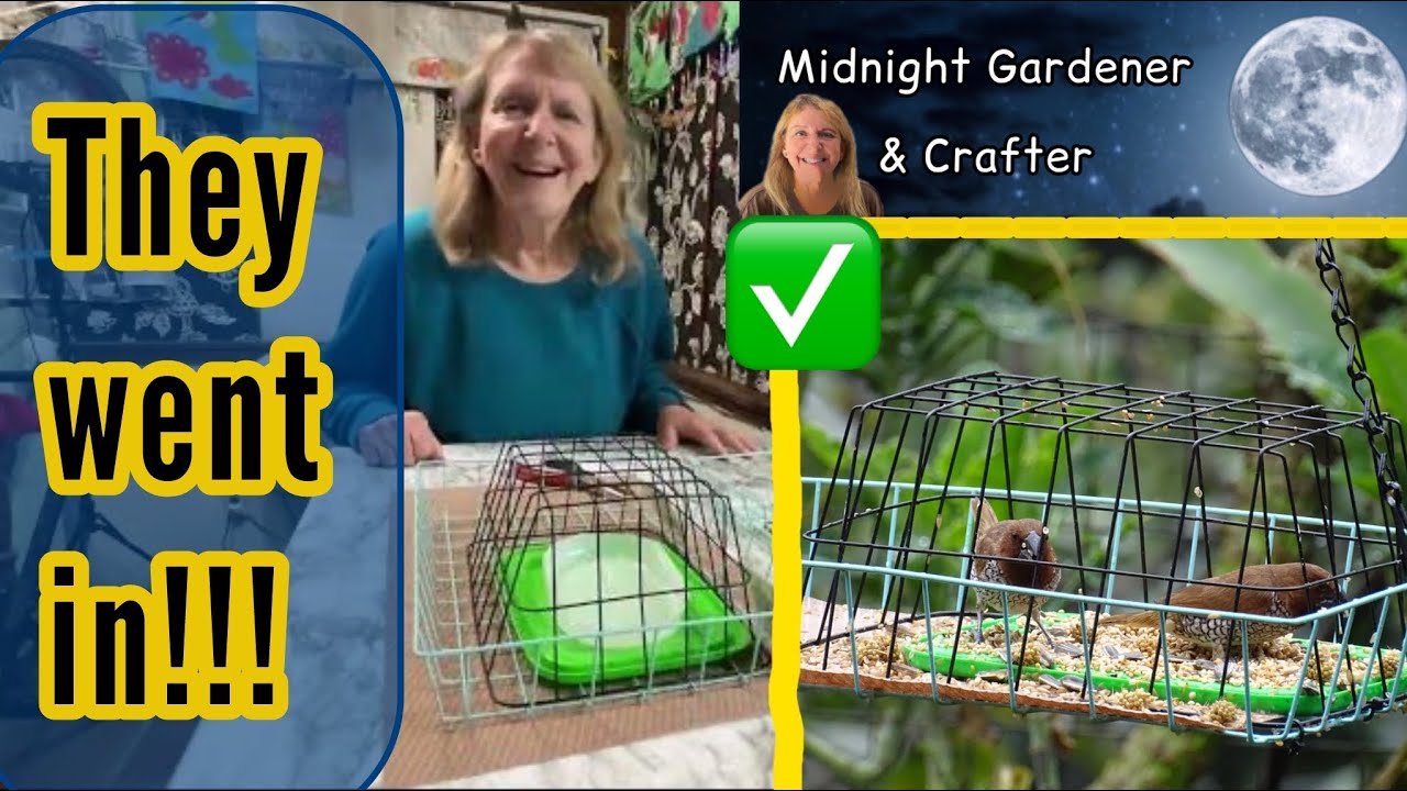 How to Stop Large Birds Pigeons & Doves Feeding on Birdfeeder in the Bird in the Garden DIY Easy Fix