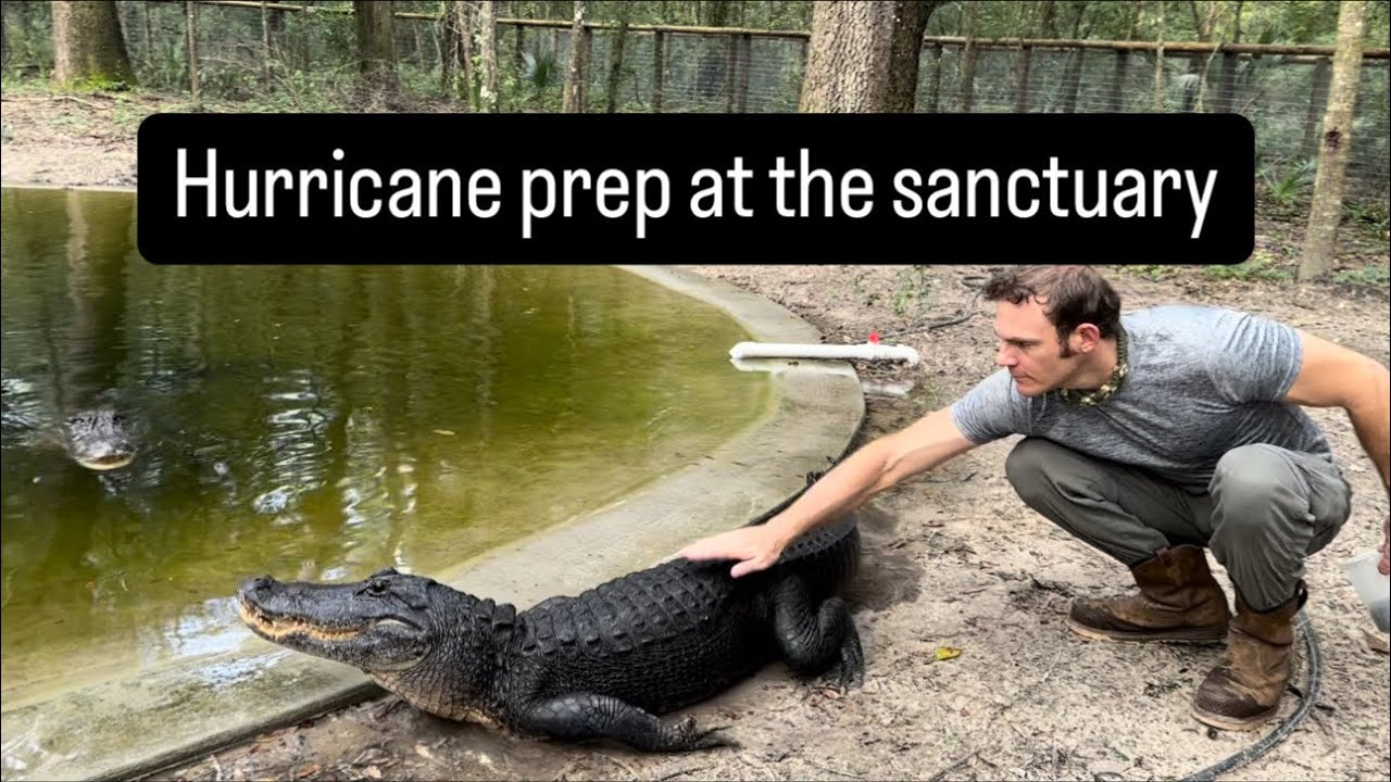 Hurricane prep at the sanctuary!