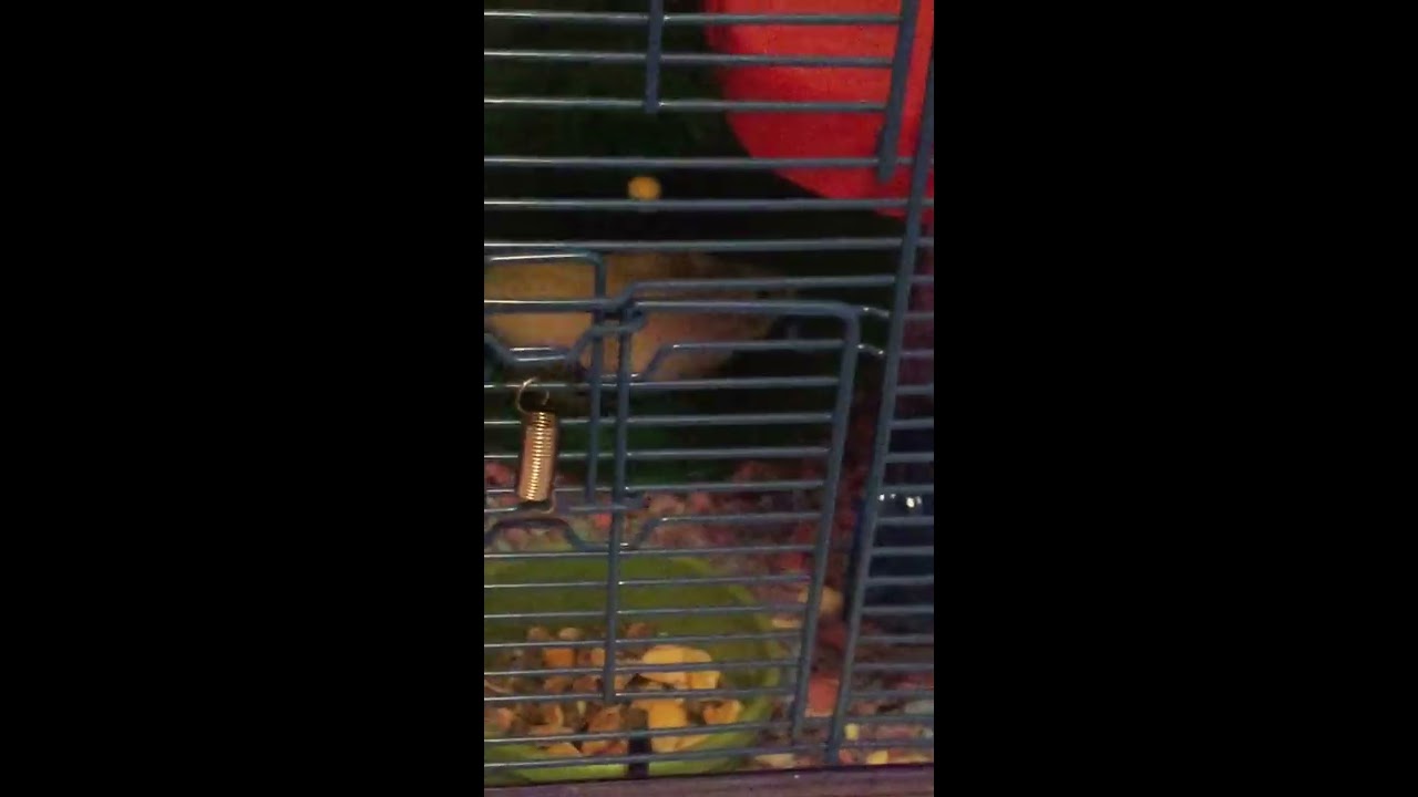 Cute hamster doing funny things