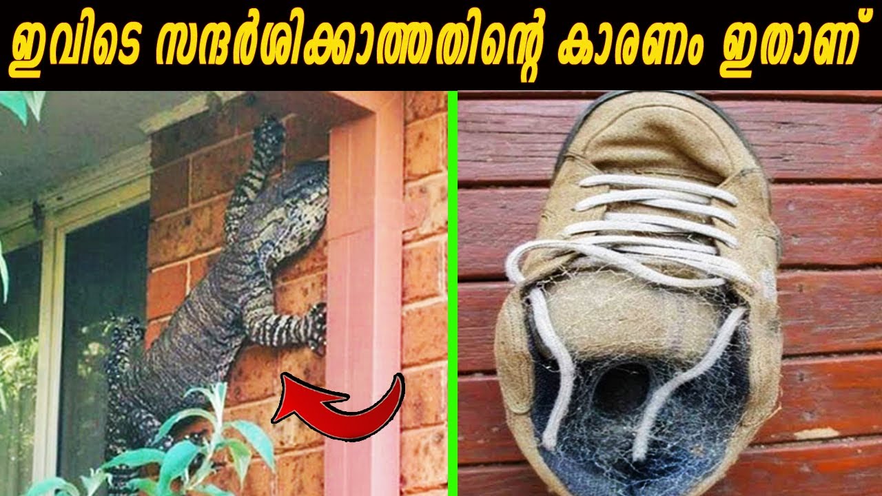 ഓസ്ട്രേലിയയിൽ മാത്രം കാണാനാകുന്ന കാഴ്ചകൾ | ഉരുകുന്ന ജീവികൾ മുതൽ വീടിനുള്ളിൽ കയറുന്ന ചീങ്കണ്ണികൾ വരെ