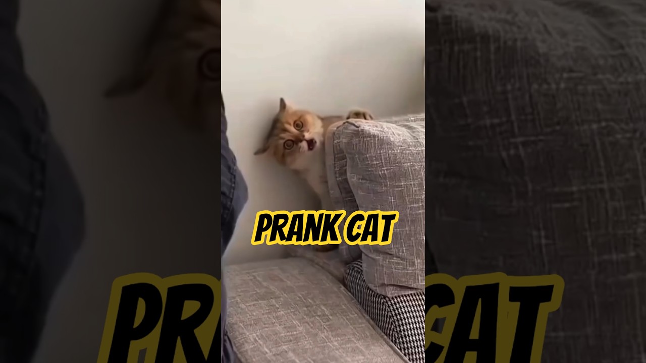ПРАНК КОТ #ytshorts #videoviral #cat #funny #laugher #pets #animals #cute #comedy #catvideos #viral