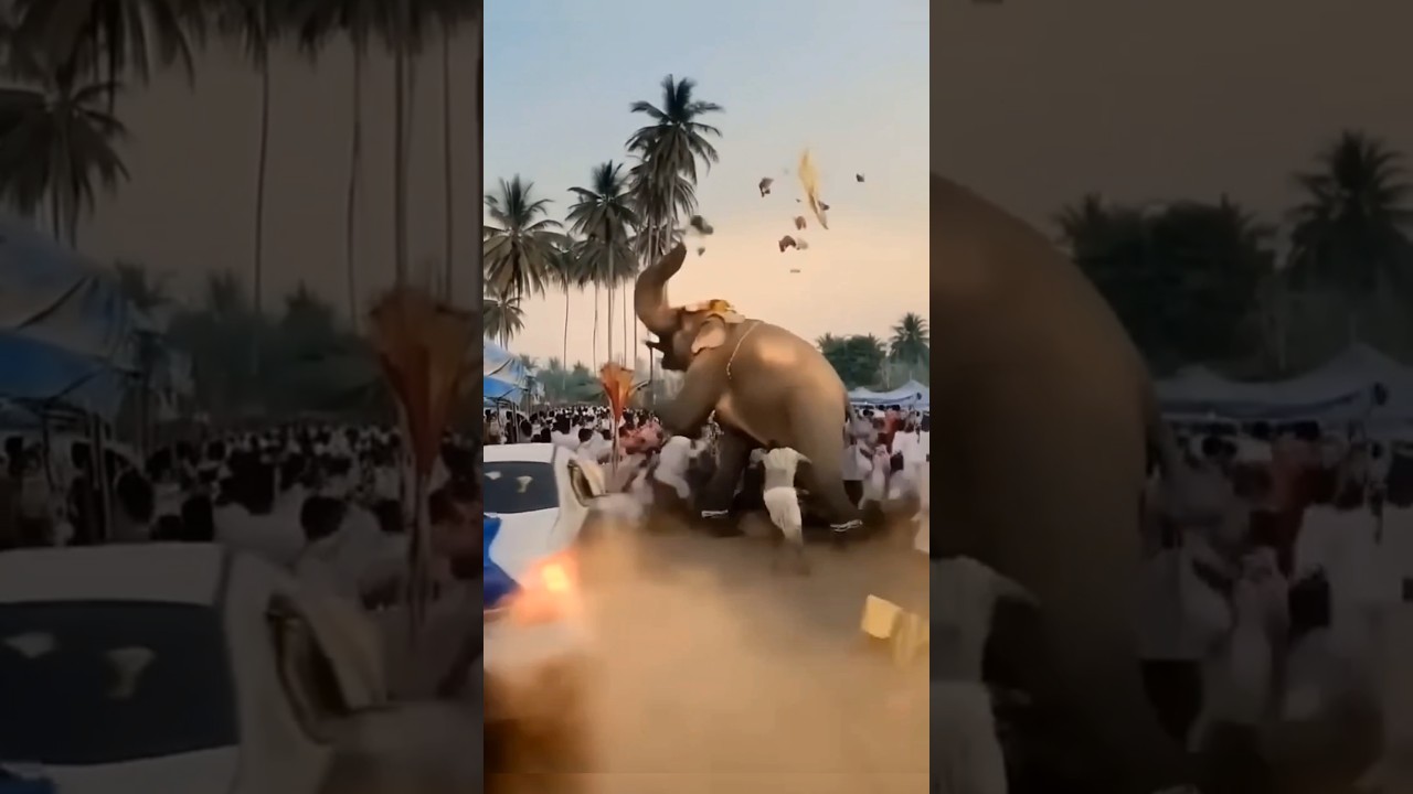 Elephant Rampage at the Fair 😱🦣 | Panic Among Visitors 