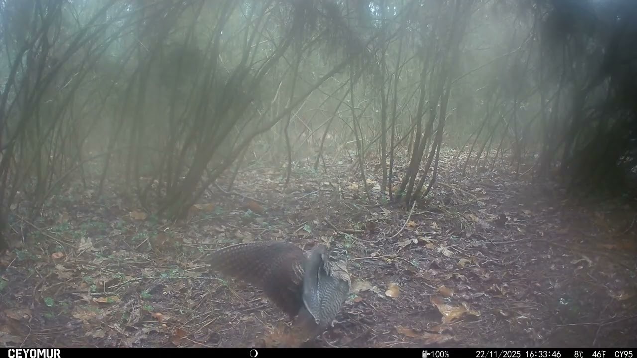 Atypique méthode de chasse de la bécasse  - Woodcock’s unusual technique for hunting earthworms