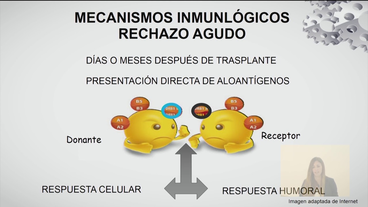Rechazo agudo. Mecanismos de producción.