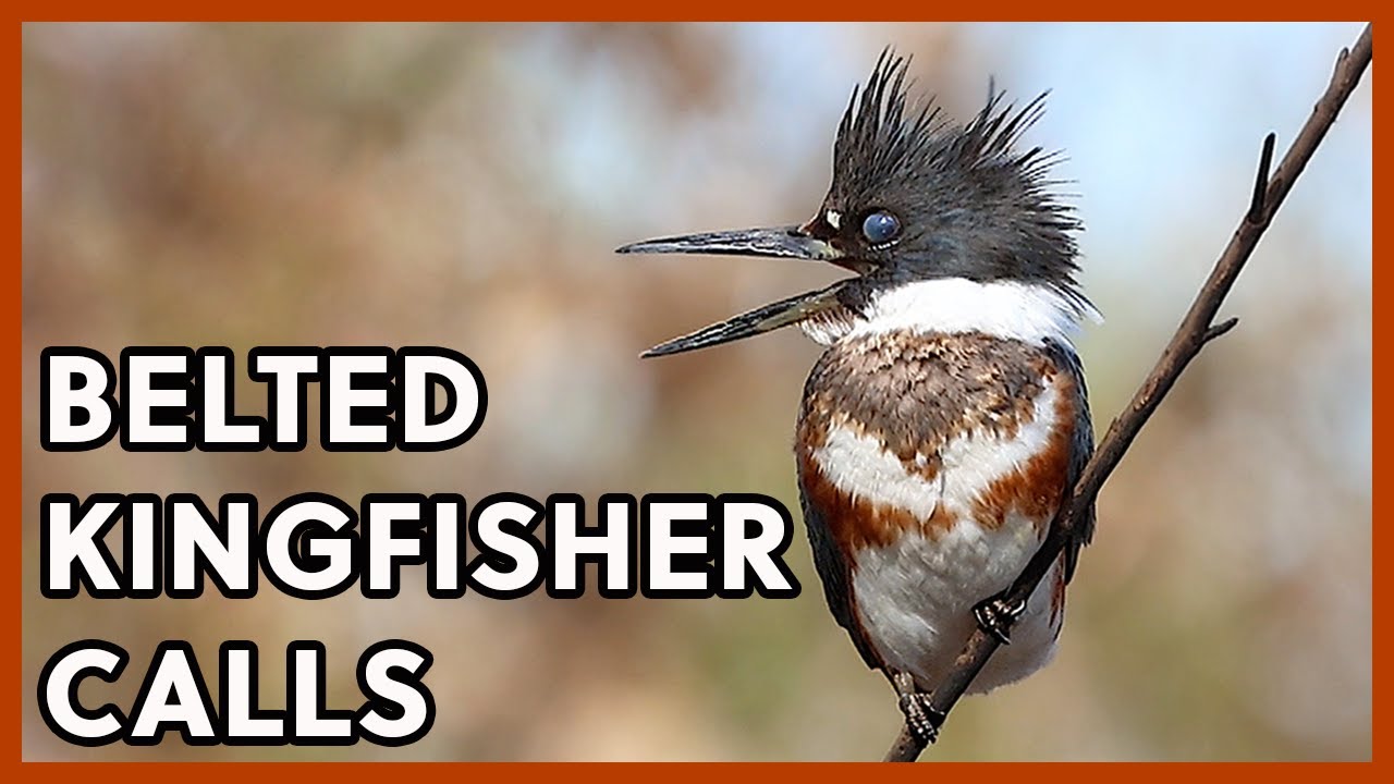 Belted Kingfishers Calls