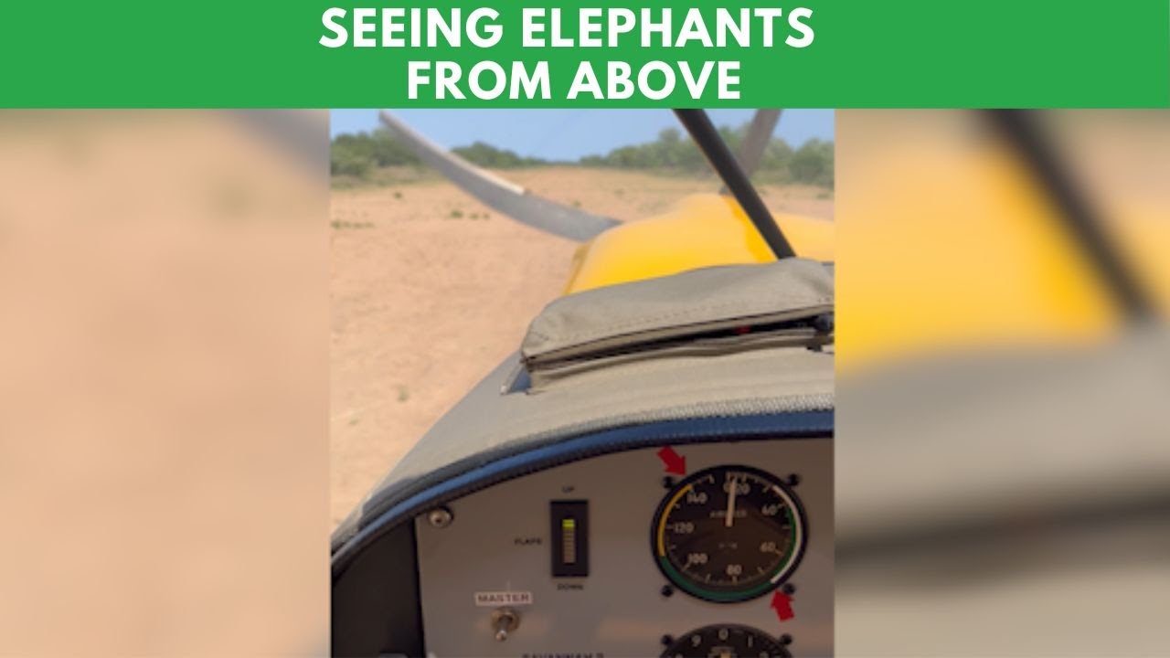 Sights From An Elephant Collaring Operation