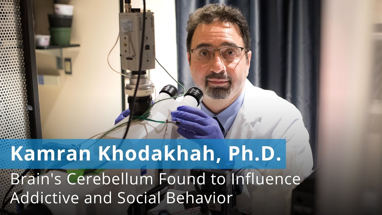 Newly Discovered Brain Region Function | Cerebellum Influences Addictive and Social Behavior