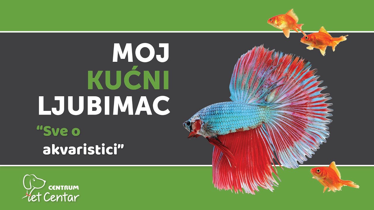 Moj kućni ljubimac | Akvaristika