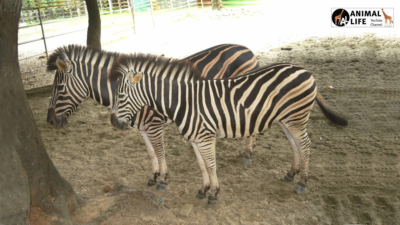 Zebra LIVE | Animal Adventure Park Zebra Cam LIVE | YouTube Live