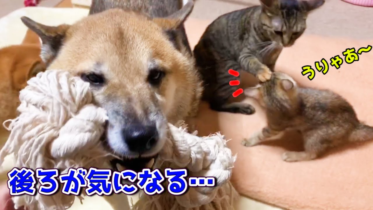 飼い主帰宅で大歓迎の柴犬の背後で子猫は… Shiba Inu's welcome is cute