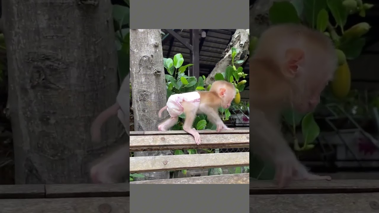 Baby Monkey climbs tree #shorts #animals #monkey