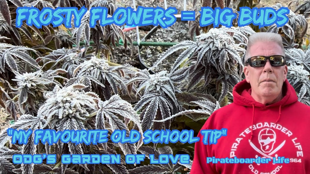 ODG&rsquo;s GoL Frosty Flowers = Big Buds &ldquo;My Favourite Old School Tip&rdquo;