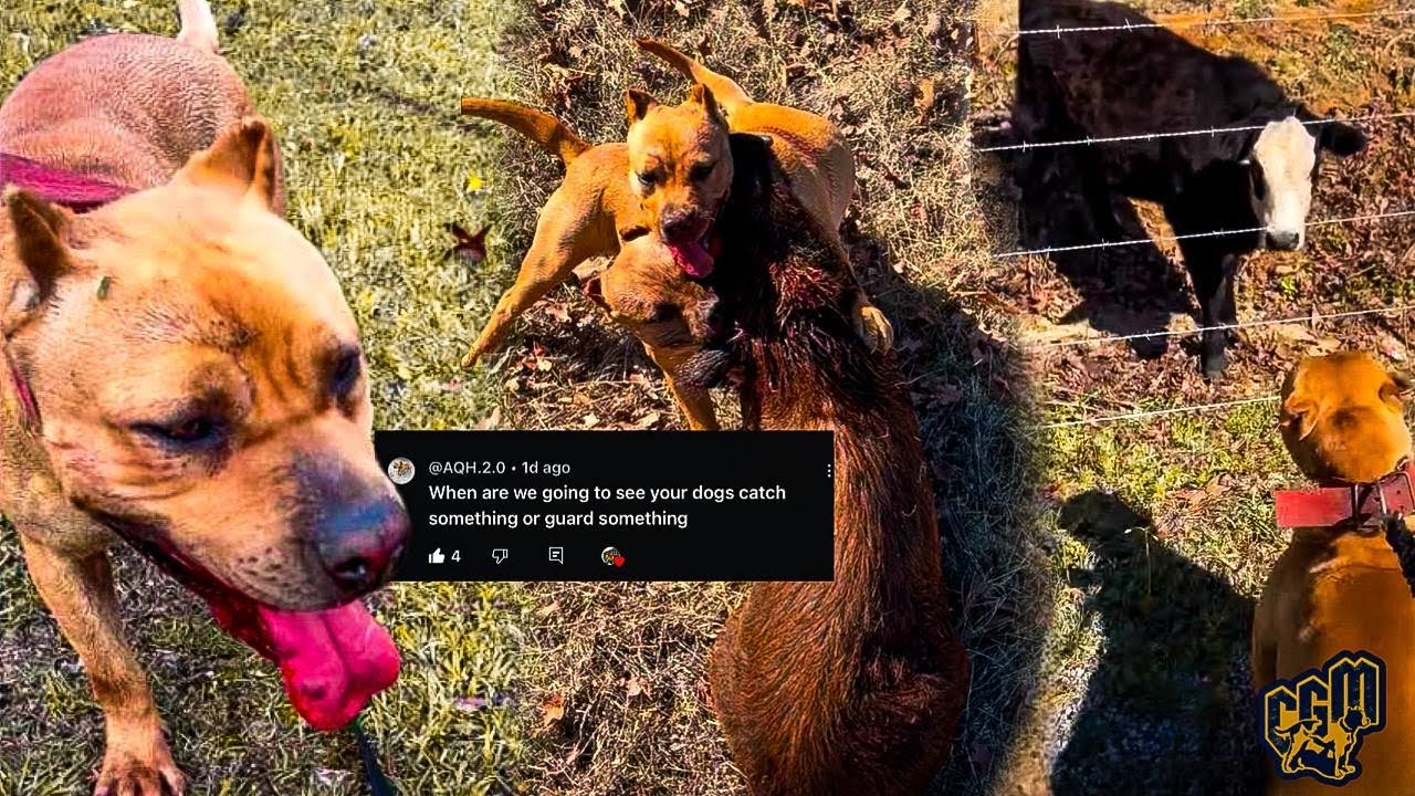CG Megiddo S.2 Ep. 4 || Responds to Comment Will your dogs Catch Or Guard