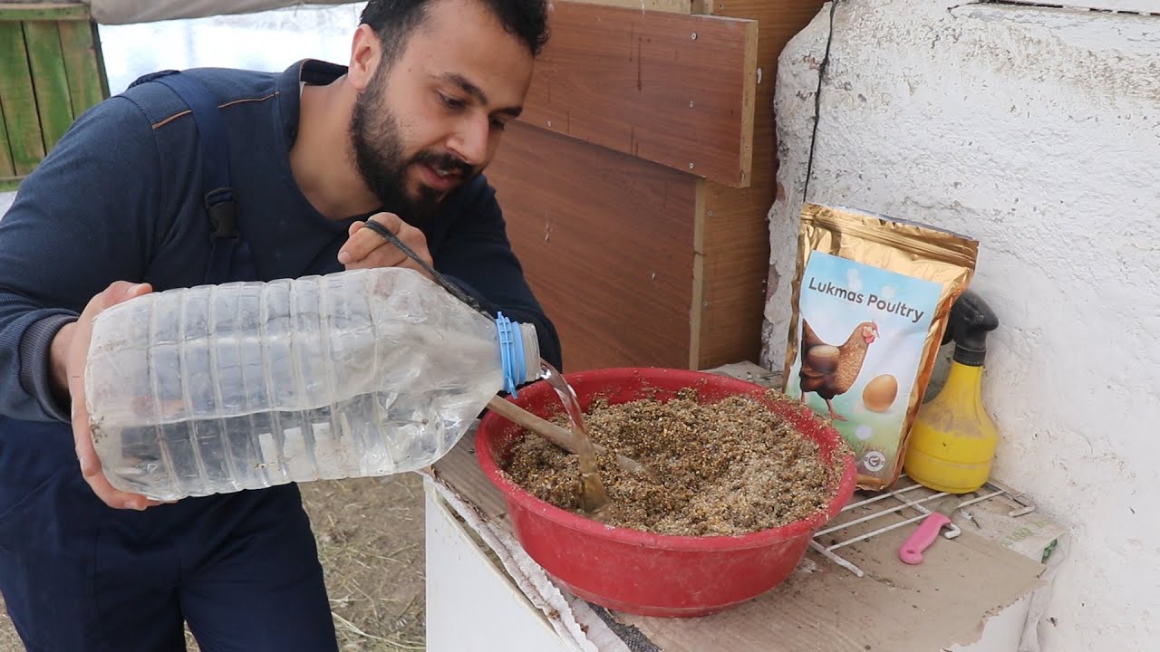 Bu Tarifle Tavukların Yumurta Verimi 2 Katına &Ccedil;ıkarın