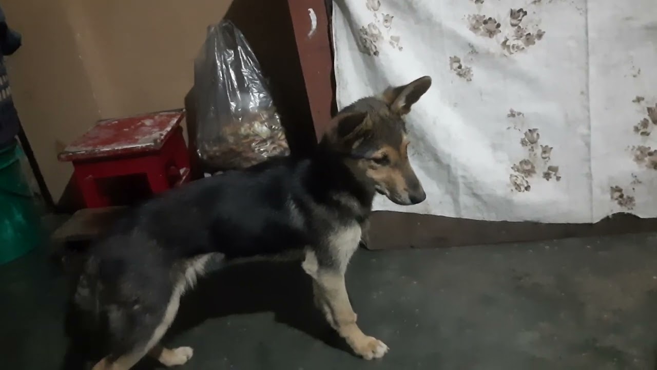 Peit jingstad ne u Ksew 🐕 