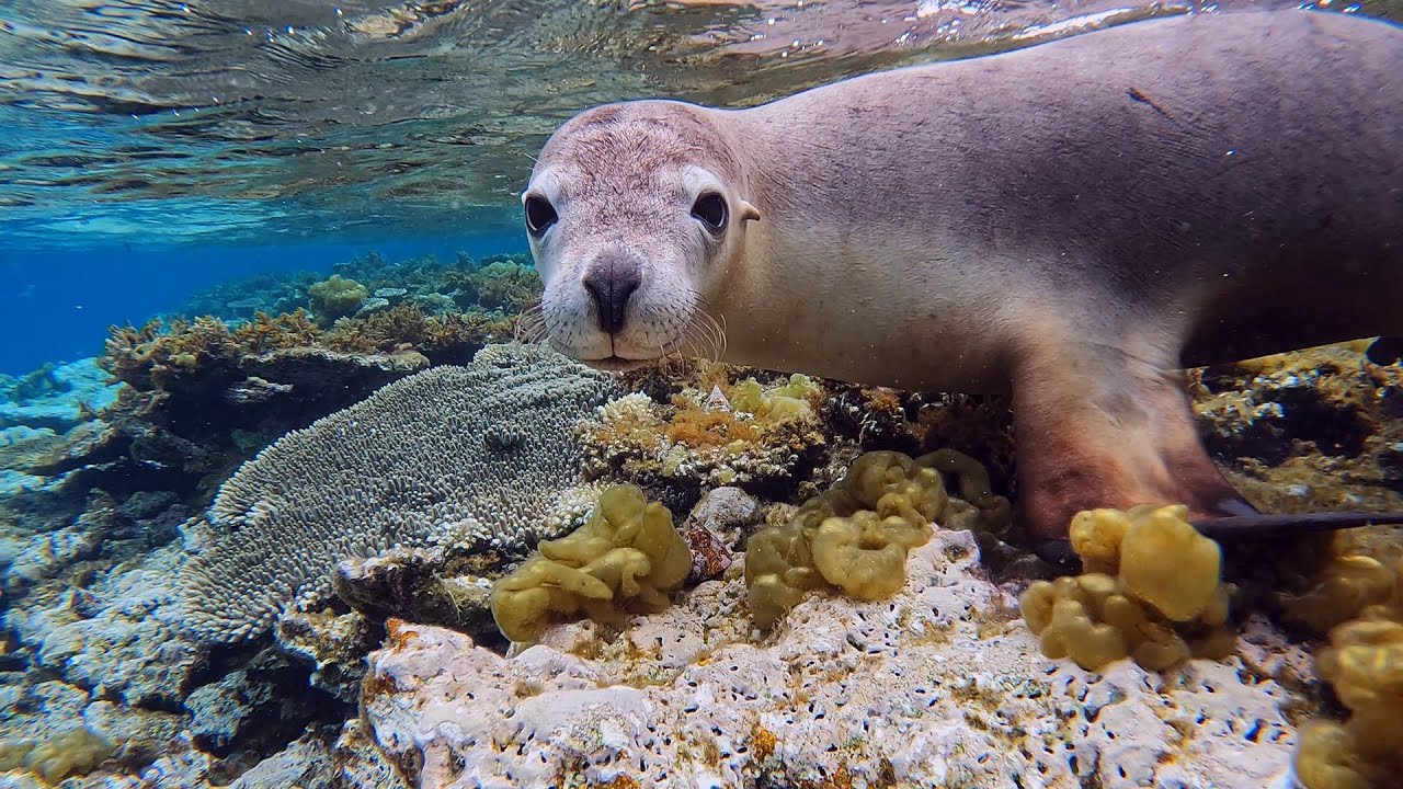 Abrolhos Islands Dive Trip - Day 1