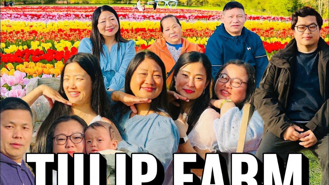 Tulleys Tulip Fest is a vibrant springtime celebration held in the 😱🤩UK@Deuman-vlog