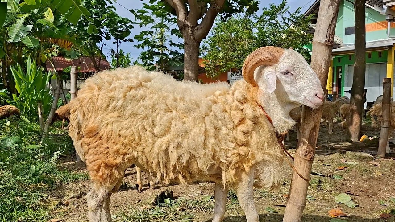 200✅️HARGA AJORR||update harga kambing hari ini 15 januari 2026||di pasar kambing merakurak