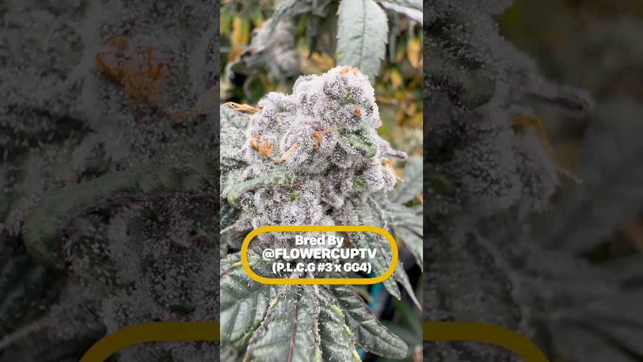 Homegrown Genetics Gone Nuclear ❄️ Frost Level: INSANE!&rdquo; #cannabiscommunity #flowercuptv #howtogrow