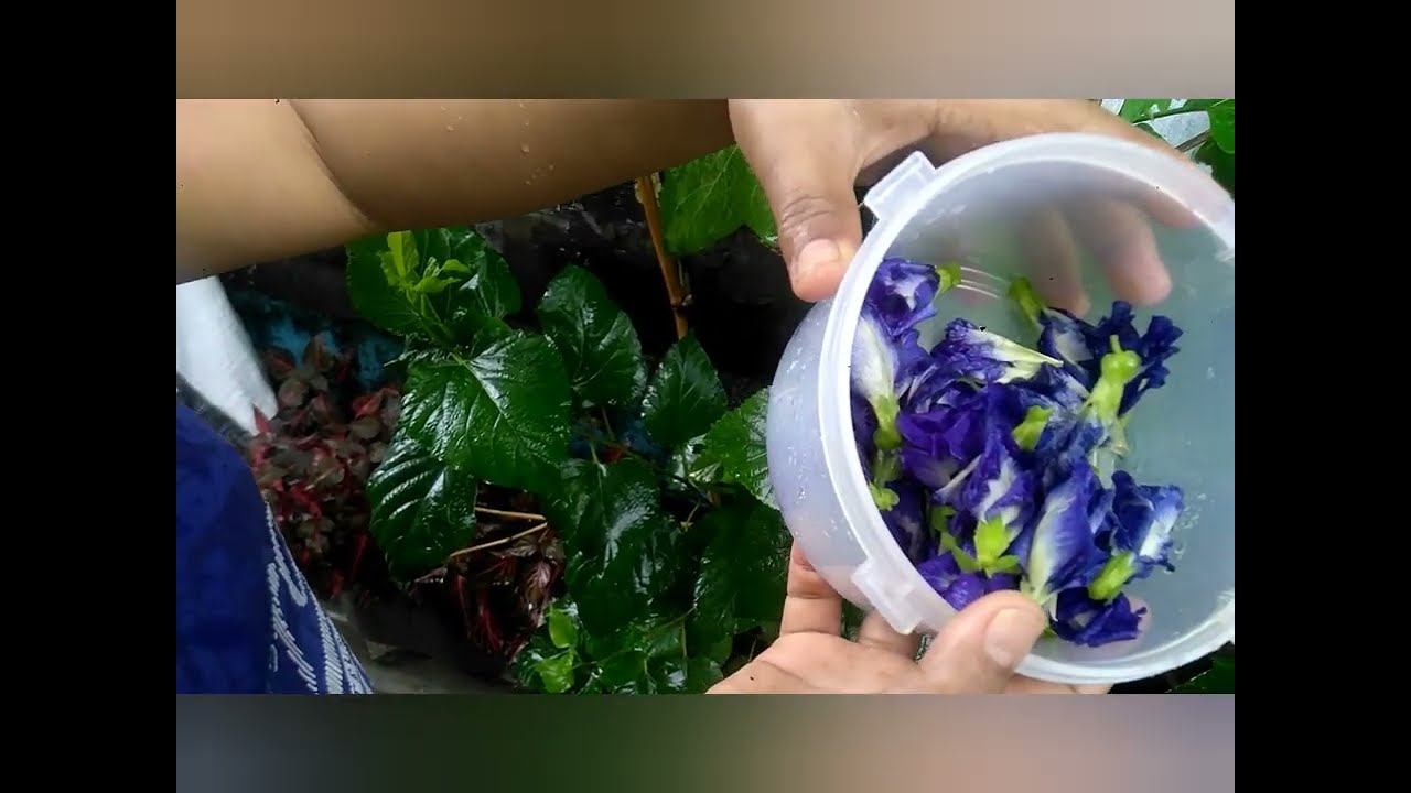 cooking simple bilobilo with blue Ternate flowers pick from my garden./@Filipino mirienda