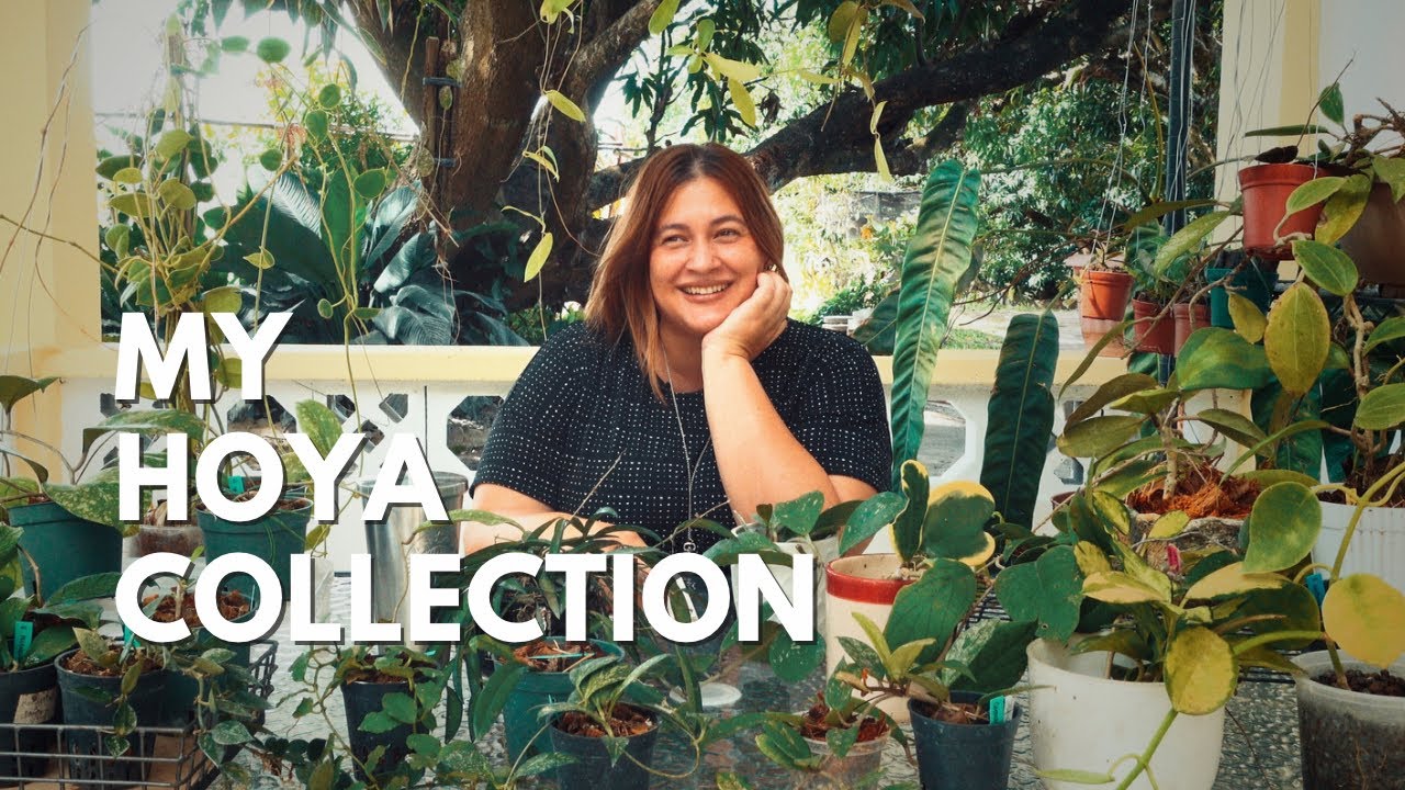 MY HOYA COLLECTION 2023 | Guided introduction to all 40 of my Philippine native & non-native Hoyas.