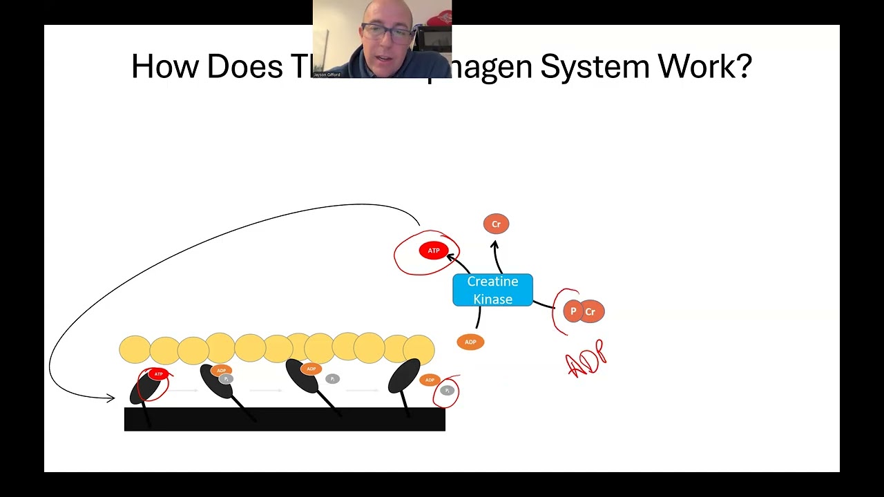 3 Bioenergetic Pathways Used during Exercise: Strengths and Limitations