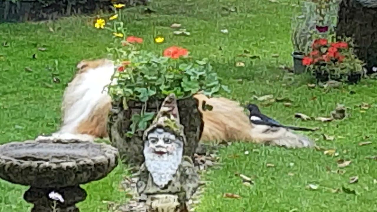 Magpies Steal from Loki