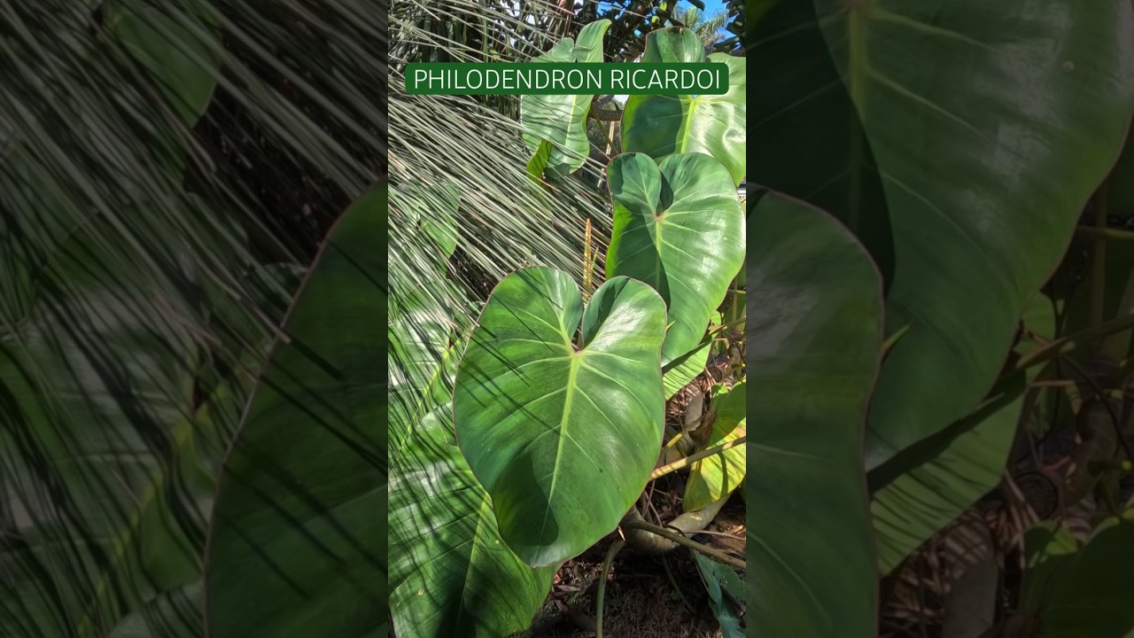 Philodendron ricardoi