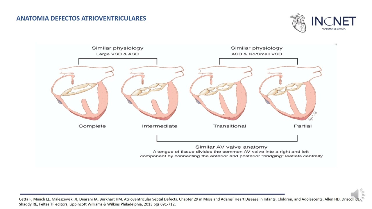 CANAL AURICULO VENTRICULAR