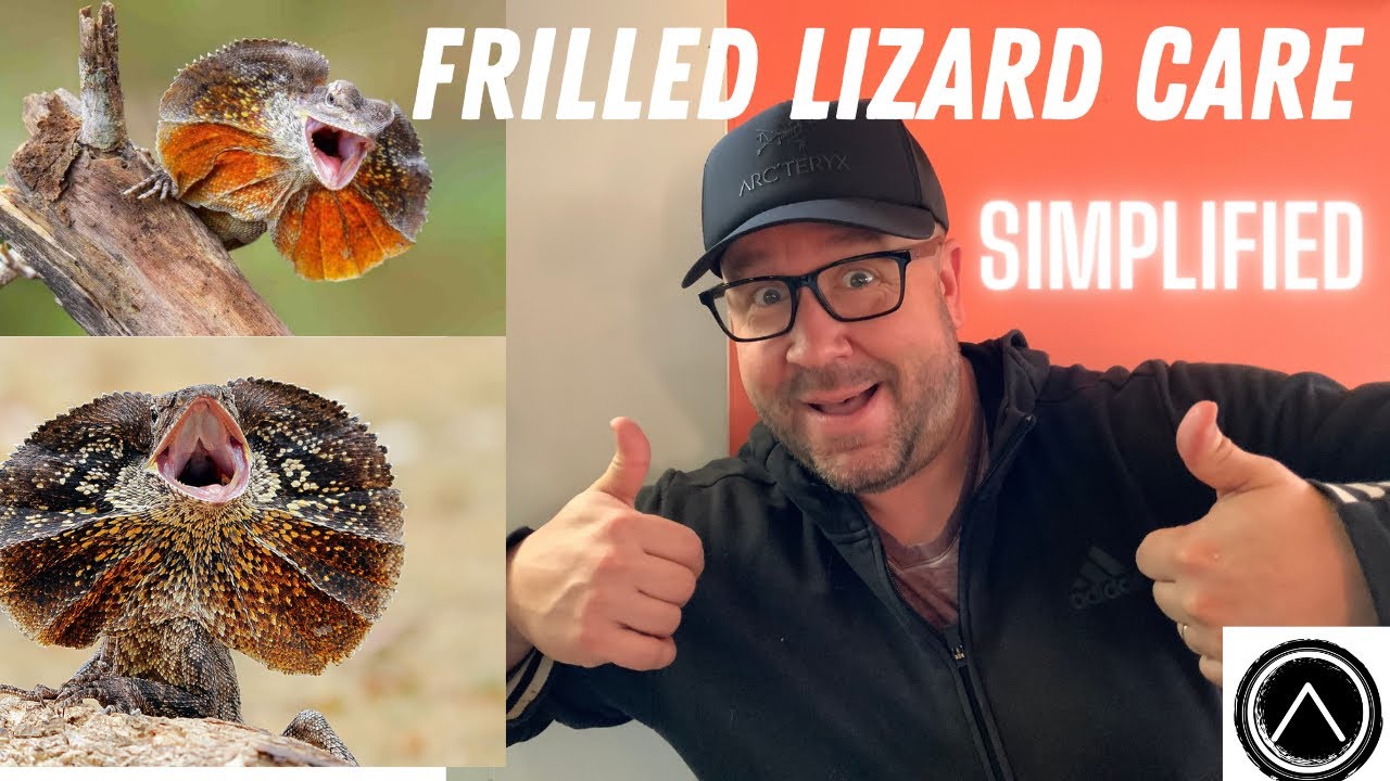 Frilled Lizard Care 101