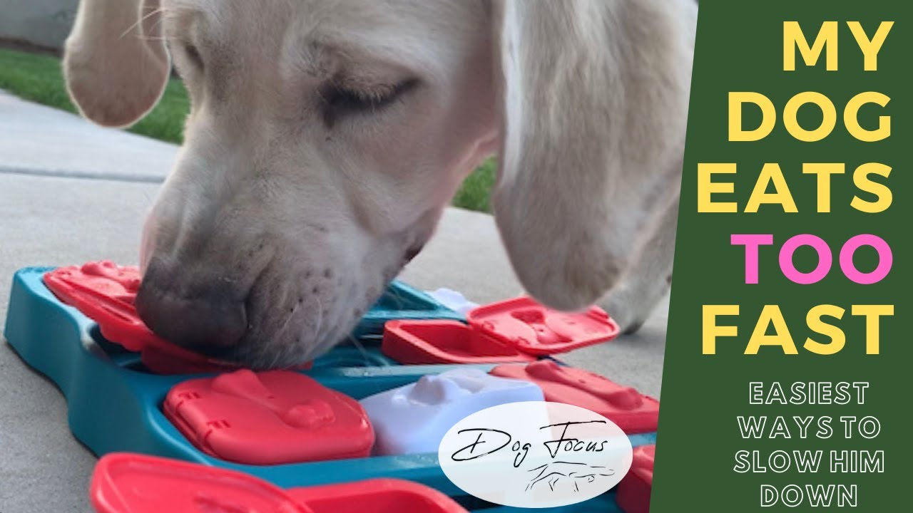 My Dog Eats Fast: Easiest Way to Slow Down a Dog That Eats Too Fast