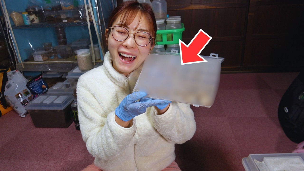 とっても貴重なクワガタが産卵しました