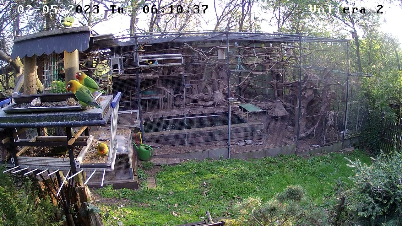 papoušci volný chov 2023