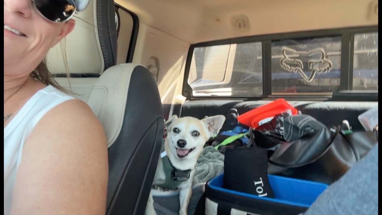 We FINALLY got the RZR back and dogs on drugs