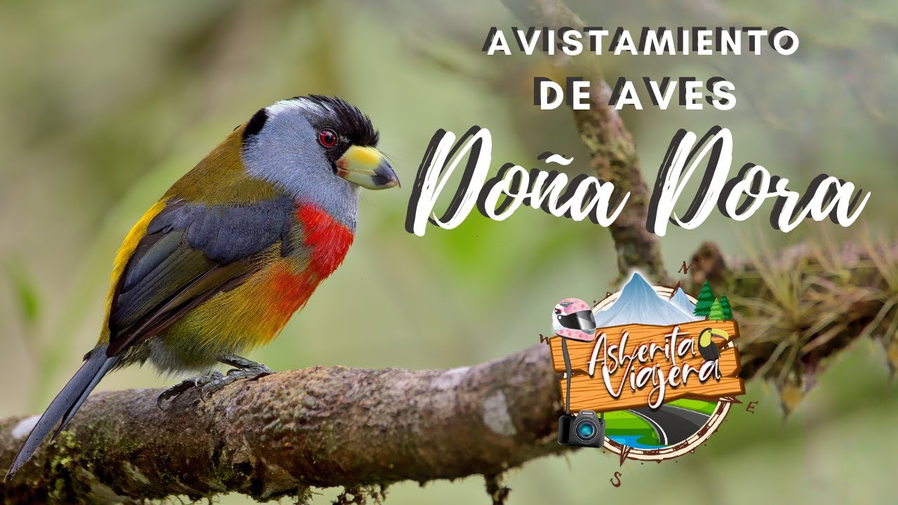 Avistamiento de aves Doña Dora - Valle del Cauca - Asherita viajera guía turística en Colombia