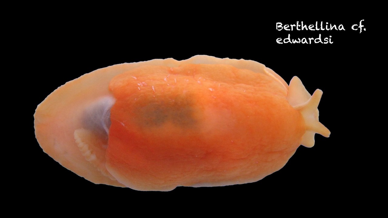 Berthellina edwardsii (gasterópodo marino)