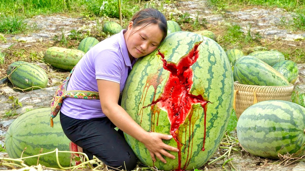 Nothing Beats Eating Watermelon in Hot Weather. Harvesting The Watermelon Field.